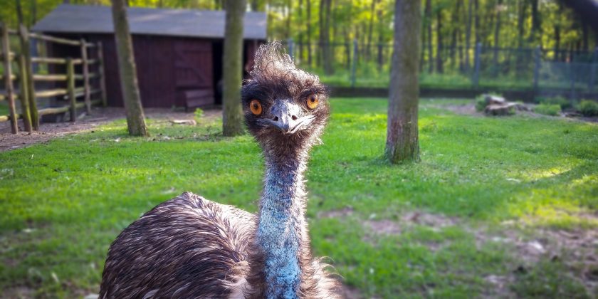 Can an ostrich help us with LinkedIn? Piwaa is the answer…